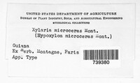 Xylaria microceras image